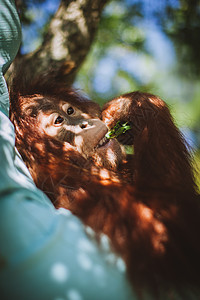 最可爱的婴儿猩猩 挂在动物园的树上孩子热带女士保护动物野生动物森林毛皮荒野童年图片