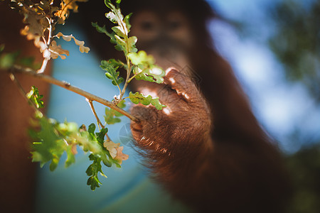 最可爱的婴儿猩猩 挂在动物园的树上热带灵长类孩子丛林野生动物公园森林荒野童年动物图片