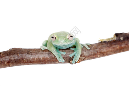白色的Alytolyla树蛙动物群爬行动物情调雨蛙动物森林青蛙野生动物丛林宏观图片