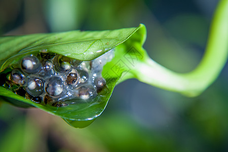 虎腿木猴树青蛙蛋容器生命周期宠物生活宏观叶子离合器丛林森林蝌蚪图片
