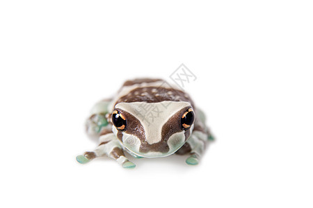 亚马逊河水蛙在白色上被隔离荒野野生动物蓝色蟾蜍动物主题小动物青蛙树蛙眼睛图片