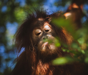 最可爱的婴儿猩猩 挂在动物园的树上濒危丛林公园女士孩子灵长类荒野毛皮橙子热带图片