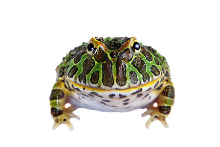 小青蛙垃圾分类阿根廷角青蛙在白色上被孤立异国野生动物生物学大嘴动物学情调男人宠物濒危燕麦背景