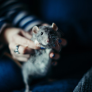 人类手上的灰老鼠毛茸茸宠物哺乳动物房间好奇心寄生虫晶须老鼠动物宏观实验图片