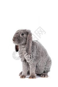 灰状长毛兔子雷克斯品种快乐良种矮人头发农场紫色毛皮婴儿哺乳动物动物图片