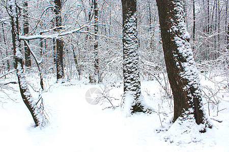 覆盖森林的雪雪图片