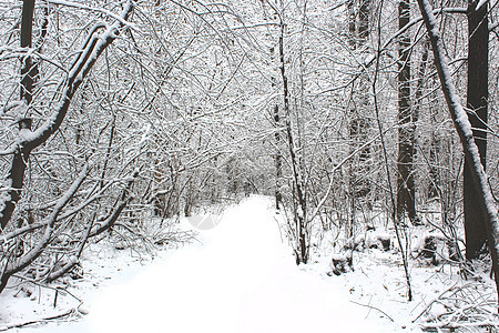 森林道路覆盖的雪雪图片