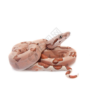 白色背景上常见的boa主题动物工作室蟒蛇元首爬虫全景脊椎动物容器宠物图片