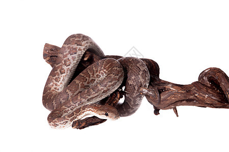 白背景的西班牙波巴动物学捕食者荒野蟒蛇宠物毒蛇野生动物警觉异国攻击图片