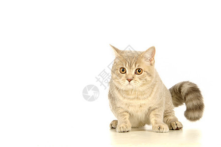 白色的灰色苏格兰猫哺乳动物毛皮友谊小猫小胡子猫咪几个月宠物食肉动物图片