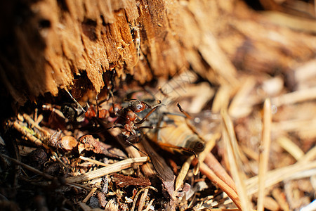 小黑蚂蚁的特写照片 称为臭屋蚁 昆虫 动物群 动物漏洞工作殖民地木匠森林荒野团队花园昆虫学环境图片