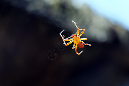 棕褐色明亮蜘蛛Eriophora 其蜘蛛网中一种半黄蜘蛛的基因 野生动物 昆虫世界图片