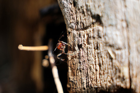 小黑蚂蚁的特写照片 称为臭屋蚁 昆虫 动物群 动物天线殖民地食物工人团队漏洞花园野生动物荒野工作图片
