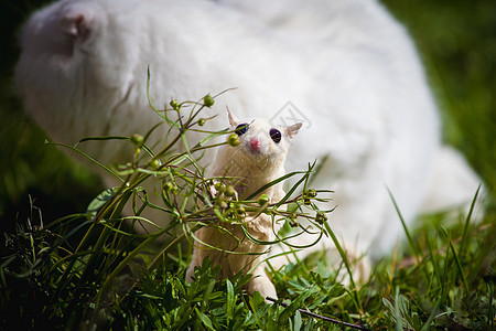 白苏格兰手猫 在草地上有白糖滑翔机动物胡须毛皮负鼠阳光主题荒野野生动物飞行哺乳动物图片