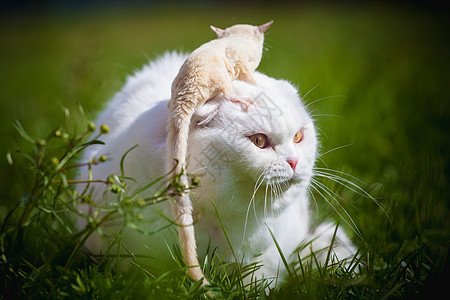 白苏格兰手猫 在草地上有白糖滑翔机飞行荒野动物阳光野生动物哺乳动物主题大眼睛胡须环境图片