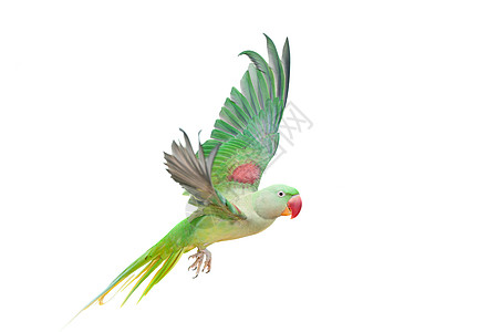 大绿环或白的亚历山德林鹦鹉宠物动物调查异国情调热带橙子女性翅膀荒野图片
