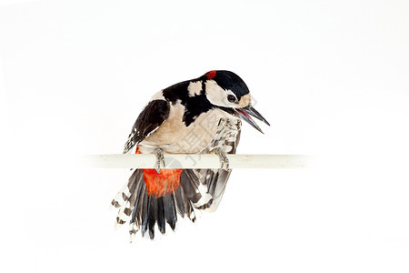 白色的大斑点木鸟啄木鸟动物羽毛木头荒野歌曲野生动物林地树冠动物群图片