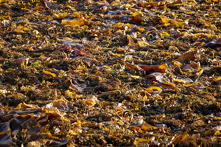 白海湾一片堆积的海藻图片