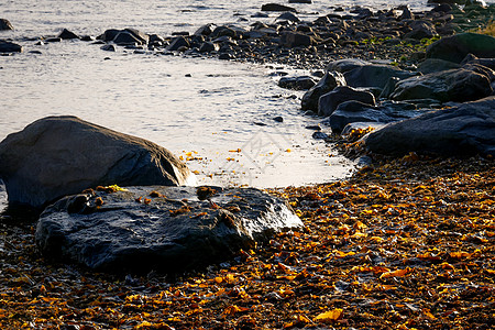 俄罗斯白海湾的棕色拉米尼亚矿物石头海藻海滩蔬菜水生植物海岸线巨石瓦砾岩石图片