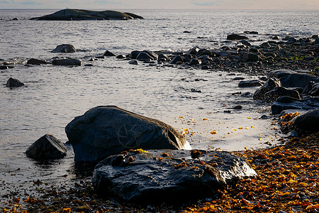 俄罗斯白海湾的棕色拉米尼亚支撑蓝色海岸海岸线水生植物石头蔬菜岩石海洋瓦砾图片