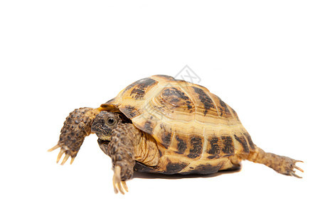 俄罗斯或中亚白乌龟白野生动物动物学动物脊椎动物爬虫异国龟甲荒野宠物棕褐色图片