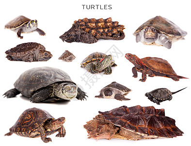 白色的乌龟沼泽工作室野生动物鳄龟爬虫水龟龟甲动物群甲壳图片