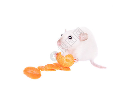 白老鼠吃胡萝卜实验仓鼠尾巴工作室老鼠寄生虫动物生物头发宠物图片
