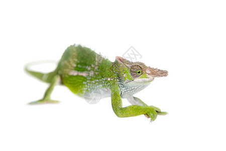 菲舍尔的变色龙 金永和法斯克白色尾巴婴儿爬虫异国情调宠物蜥蜴野生动物植物工作室图片