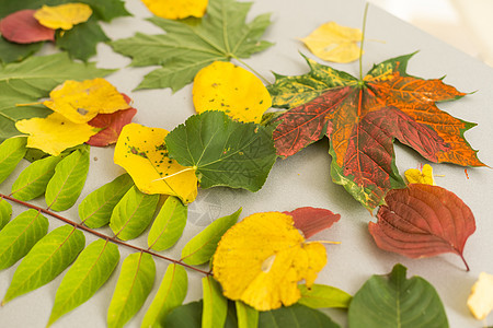 秋天 青草上躺着多色的叶子图片