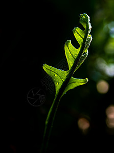 天然背景的奥克Leaf森林近距离新鲜绿叶绿色植物植物学生态叶子阳光环境花园蕨叶树叶热带图片