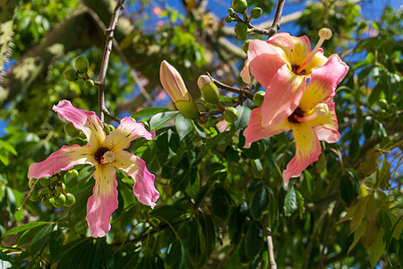 一棵树开花 满是黄粉花朵叶子香肠旅行公园树干森林蓝色植物学花瓣木棉图片