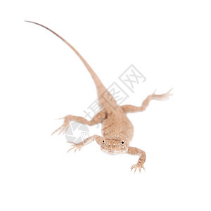 白色的神秘青蛙头目阿加玛脊椎动物沙丘蜥蜴动物蜉蝣荒野爬行者沙漠生活秘密图片