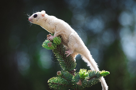 花园树枝上的白色食糖滑翔机大眼睛负鼠宠物荒野动物群药品夜曲环境剪裁动物图片