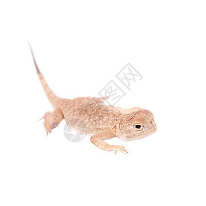 白色的神秘青蛙头目阿加玛沙漠王国爬行动物工作室动物性沙丘爬行者蜥蜴蜉蝣动物群图片