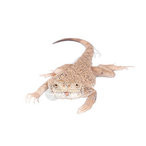 白色的神秘青蛙头目阿加玛爬虫动物群工作室王国动物性动物沙漠爬行动物蜉蝣爬行者图片