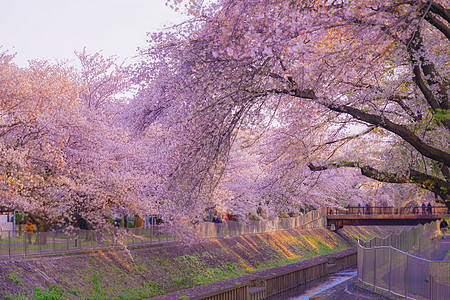 吉村次绿区公园樱花和日落风景旅游花瓣赏樱美景公园粉色景点树木植物图片