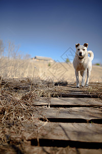 白拉布拉多猎犬在散步 自然中的狗 青草和森林后面的老狗伴侣精力小狗朋友实验室宠物游戏动物时间公园图片