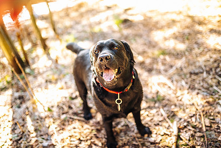 黑拉布拉多猎犬在散步 自然中的狗 青草和森林后面的老狗伴侣游戏哺乳动物宠物实验室犬类公园时间朋友动物图片