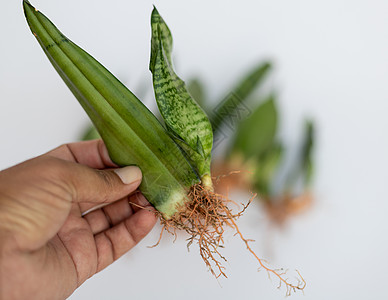 对蛇草叶的近视 新幼崽和树根有选择性地聚焦于此图片