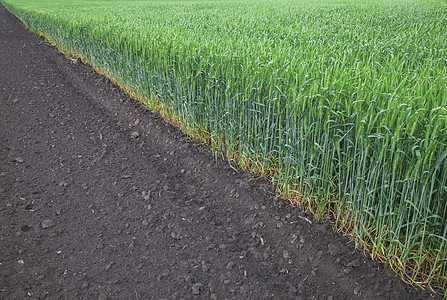 寒地黑土大麦的耕种地和绿色不成熟的芽背景