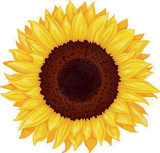 向日葵 向日葵花的形象 黄色向日葵 明亮的黄色阳光明媚的花朵 在白色背景上孤立的矢量图图片