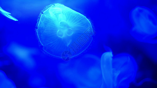 特写镜头 美丽的蓝色水母 在黑暗中 它们缓缓移动 优雅地漂浮在水中 水族箱中活动的水母 在运动中创造美丽的效果生活月亮情调盒子动图片