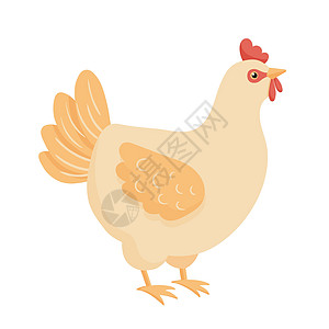 可爱的卡通鸡 白色背景孤立的矢量插图 农场动物母鸡图片