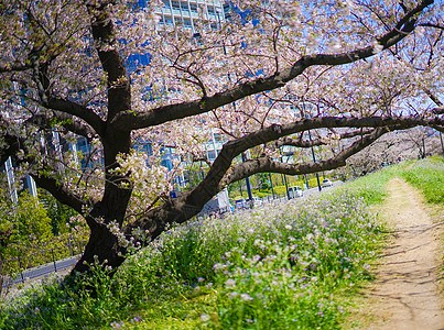 塔马河的樱花花粉色蓝天树木晴天天空植物樱花花瓣急线图片
