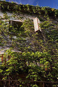 在黑山黑塞格诺维 一栋老房子因绿绿化而过度生长建筑学历史性旅游杂草城市窗户地标旅行叶子天空图片