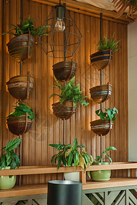 含有生物生物学设计要素的室内咖啡厅 生物生物学概念房间温室生长热带亲生物叶子福利生态园林花园背景