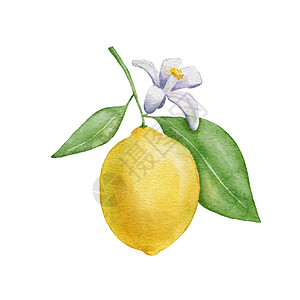 含叶子和花朵的柠檬水果 手画水彩图示 以白色背景隔离收成农业生长果汁饮食菜单卡片植物艺术插图图片