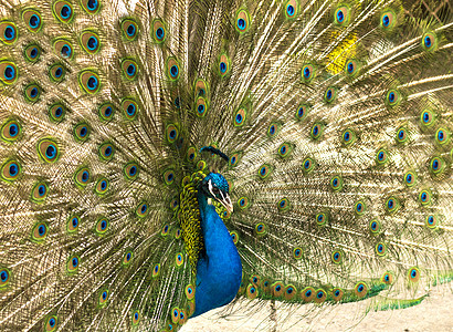 雄性印地安孔雀的尾巴显示它的尾巴 一个有亮羽毛的开阔尾巴动物园男性绿色蓝色公鸡水平野生动物野鸡图片