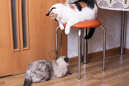 两只大猫在房子的特写毛皮宠物幸福房间大花猫橙子头发游戏金属场景图片
