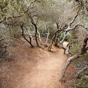 多利松州立和海滩公园  美国加利福尼亚州圣地亚哥 美丽的多利松公园 加利福尼亚州圣地亚哥金子日落天空蓝色松树岩石季节旅行沙漠海滩图片